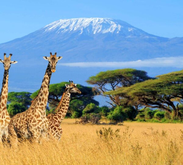 MOUNT KILIMANJARO