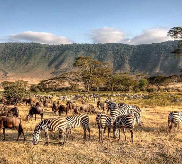 SERENGETI NATIONAL PARK